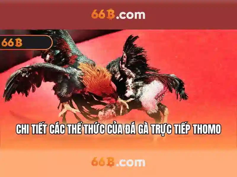 Trải nghiệm cờ tướng 66b tại cộng đồng