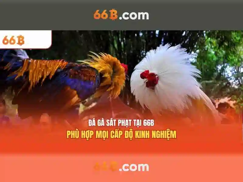 Sản phẩm và dịch vụ chủ đạo: ứng dụng starrett 66b Sản phẩm và dịch vụ chủ đạo: ứng dụng starrett 66b