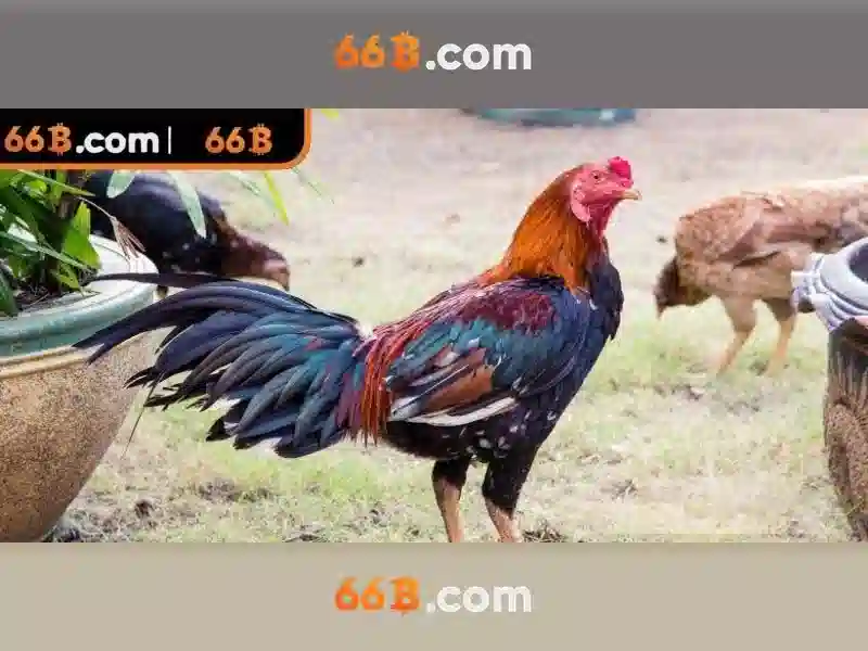 66B là gì?